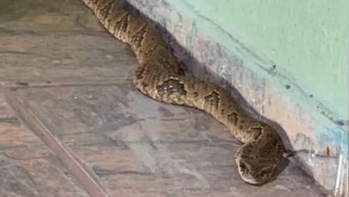 Cobra venenosa é encontrada em banheiro de abrigo em Goiás
