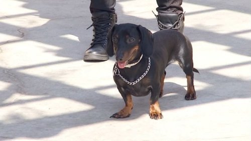 Lei alemã pode causar a extinção do cão ‘salsicha’ no país