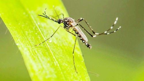 Casos de dengue em Ribeirão Preto passam de 14 mil