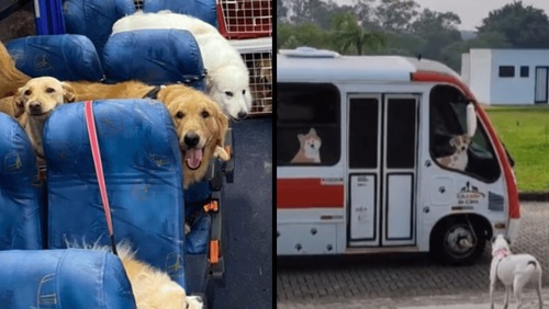 Creche para cães lança ônibus "Escãolar" e faz sucesso em Santa Catarina