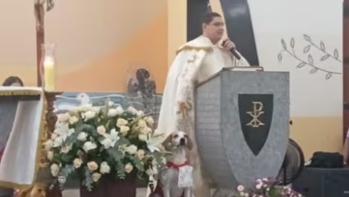 Cachorro é adotado por padre e vira 'Cãoroinha' para ajudar nas missas em Barretos