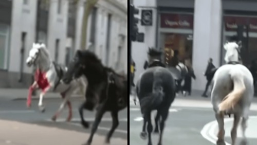 Cavalos fogem do palácio do rei da Inglaterra e saem correndo pelas ruas