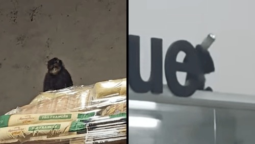 Macaco invade supermercado, bebe cerveja e come até pinhão em Santa Catarina