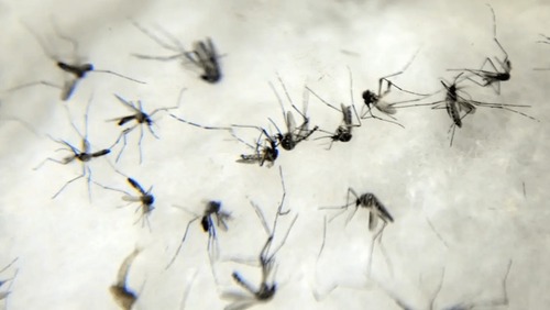 Mortes por dengue passam de 500 no estado de São Paulo