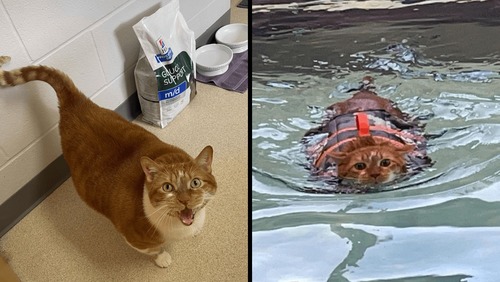 Gato faz natação para emagrecer em parque aquático de cachorros nos EUA