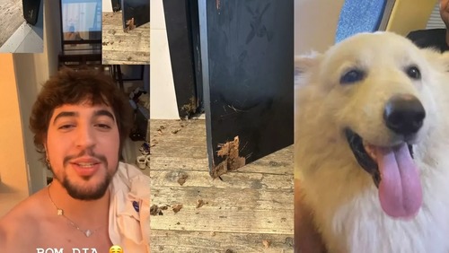 Nattan se diverte com cachorros destruindo porta do estúdio de Henrique e Juliano