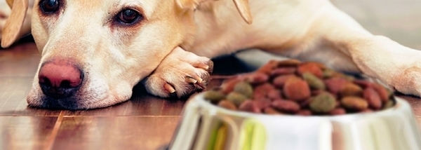 #AmigoPetMelody: Meu cachorro não quer comer, e agora?