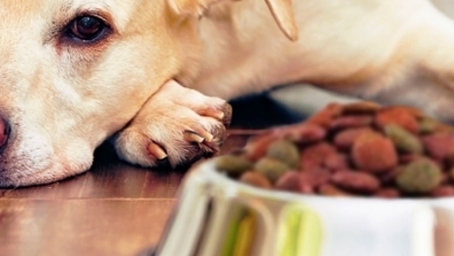 #AmigoPetMelody: Meu cachorro não quer comer, e agora?