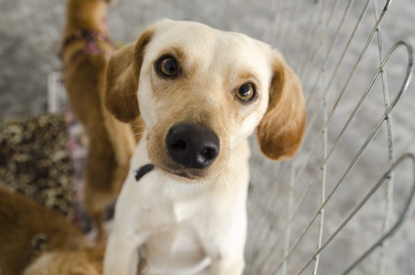 #AmigoPetMelody: Adotei um cachorro de rua, o que fazer?