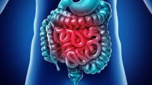 #Saúde&NutriçãoMelody: Intestino - Você já ouviu falar que o nosso intestino é o nosso segundo cérebro?