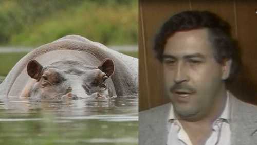 Hipopótamos de Pablo Escobar se tornaram um problema na Colômbia; saiba o motivo