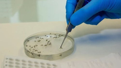 Brasil registra na Bahia as primeiras mortes por febre oropouche do mundo