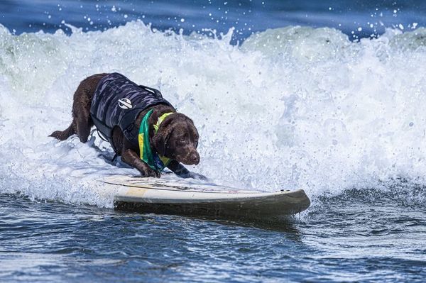 Brasil ganha 4 medalhas de ouro e 1 bronze em campeonato de surf para cães  - Notícias - Melody 94.1