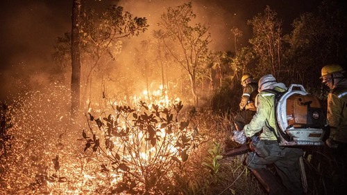 Brasil teve 11,39 milhões de hectares atingidos pelo fogo este ano