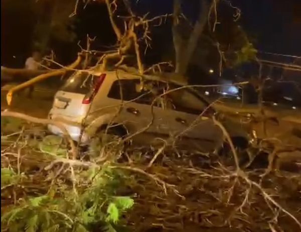 Árvore cai sobre carro em avenida da zona Leste de Ribeirão Preto