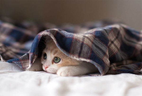 #AmigoPetMelody: Inverno - Gatos sentem frio?