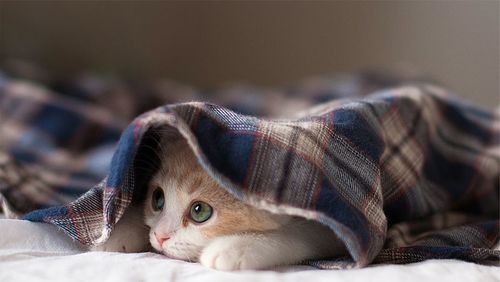 #AmigoPetMelody: Inverno - Gatos sentem frio?