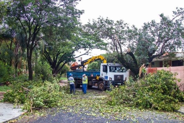 Ribeirão Preto registrou 15 quedas de árvores durante temporal