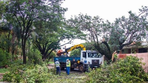 Ribeirão Preto registrou 15 quedas de árvores durante temporal