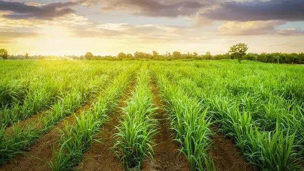 Agro paulista avança nas exportações brasileiras