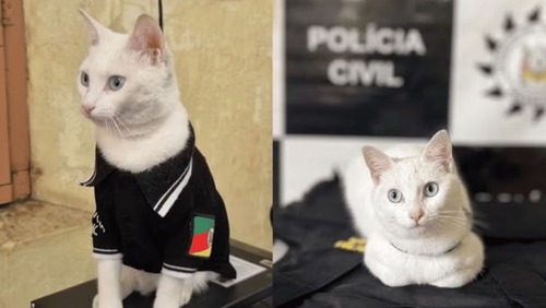 Gata resgatada por policiais ganha uniforme e vira "delegata" no Rio Grande do Sul