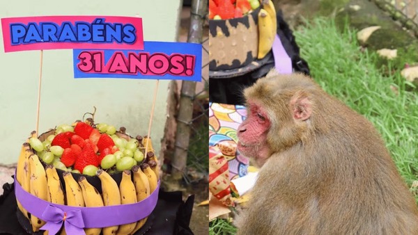 Macaco faz aniversário e ganha bolo e presentes em Santa Catarina