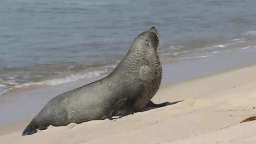 Lobo-marinho aparece descansando na Praia de Ipanema e ganha apelido de Joca