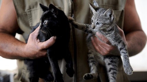 Lula sanciona lei que cria cadastro nacional de animais domésticos