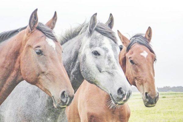 São Paulo terá passaporte para cavalos