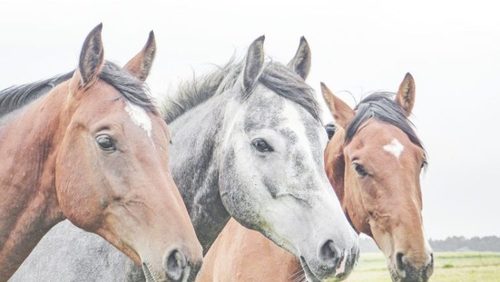 São Paulo terá passaporte para cavalos