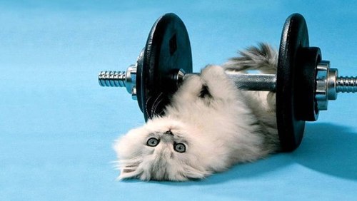 #AmigoPetMelody: Exercício para os gatos