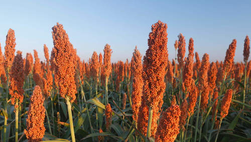 #Saúde&NutriçãoMelody: Sorgo: Para que serve e quais são as suas propriedades?