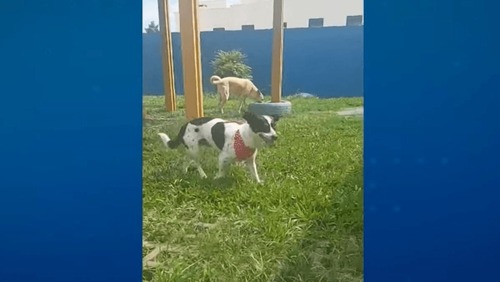 Cachorro ganha direito de receber R$ 5 mil de indenização após sofrer maus-tratos