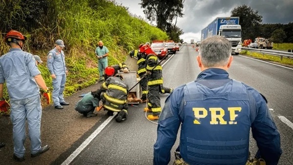 Onça-parda é resgatada após ser atropelada em rodovia no interior de SP