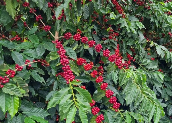 Vai ficar mais barato? Chuvas de abril podem beneficiar a produção de café, mas só em 2026