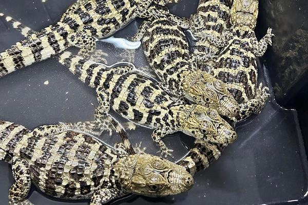 Zoológico de Ribeirão Preto recebe filhotes de jacaré ameaçados de extinção