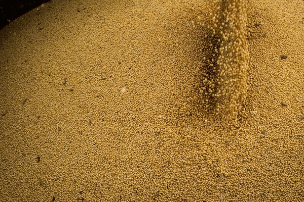 Duas pessoas morrem soterradas por soja em armazéns