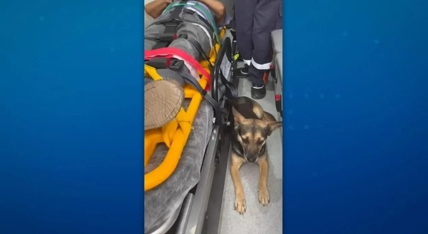 Vídeo: cadela 'invade' ambulância para acompanhar tutor que foi atropelado no RS
