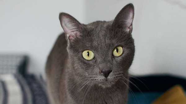 Mulher é condenada por matar 26 gatos envenenados em São Joaquim da Barra