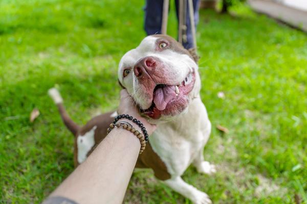Prefeitura de Ribeirão Preto abre 700 novas vagas para castração gratuita de cães e gatos