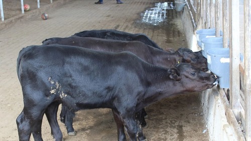 Bezerros geneticamente editados nascem pela primeira vez no Brasil