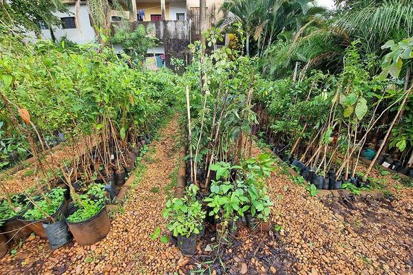 Horto Municipal de Ribeirão Preto oferece 7 mil mudas de árvores para a população