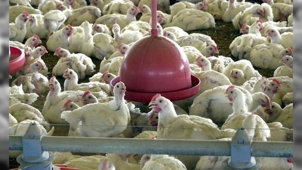 Brasil confirma primeiro foco de gripe aviária em granja comercial