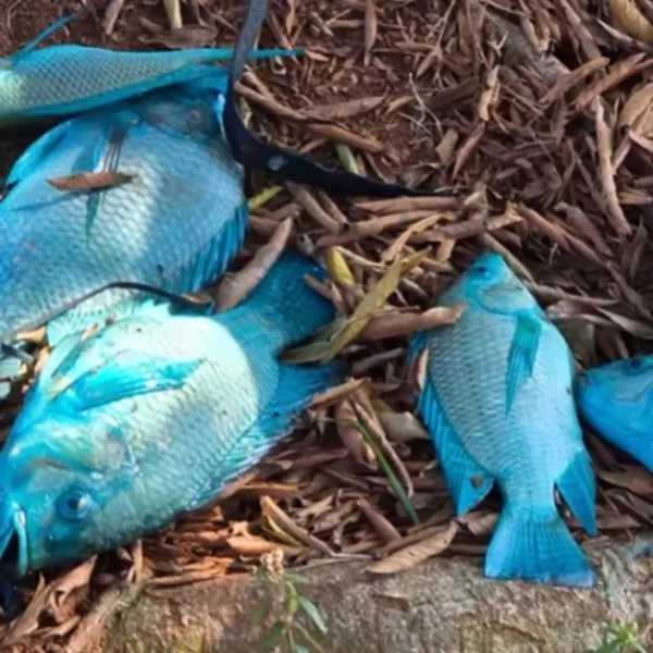 Patos, peixes e capivaras ficam azuis após contaminação de rio em Jundiaí (SP)