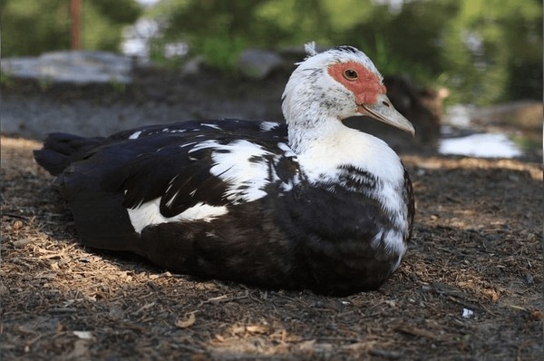 Governo do RS investiga se morte de cisnes e patos foi causada por gripe aviária