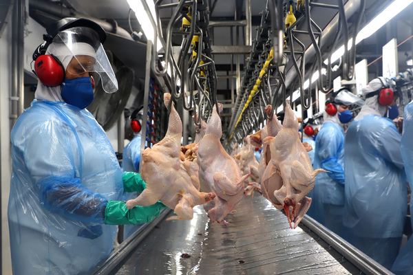 Ministério da Agricultura suspende exportações de carne de frango do RS para todos os países