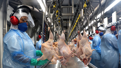 Ministério da Agricultura suspende exportações de carne de frango do RS para todos os países