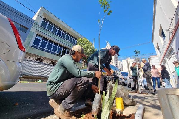 Prefeitura de Ribeirão Preto realiza plantio de ipês-amarelos no Centro