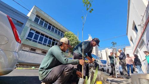 Prefeitura de Ribeirão Preto realiza plantio de ipês-amarelos no Centro