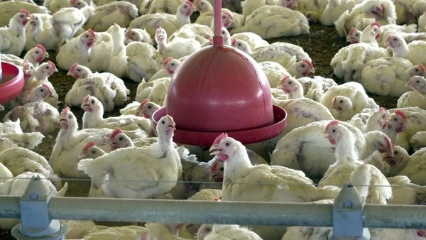 Frango ficará mais barato com questão da gripe aviária? Entenda como doença afeta preços